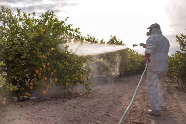 Insect Control in Seal Beach, CA